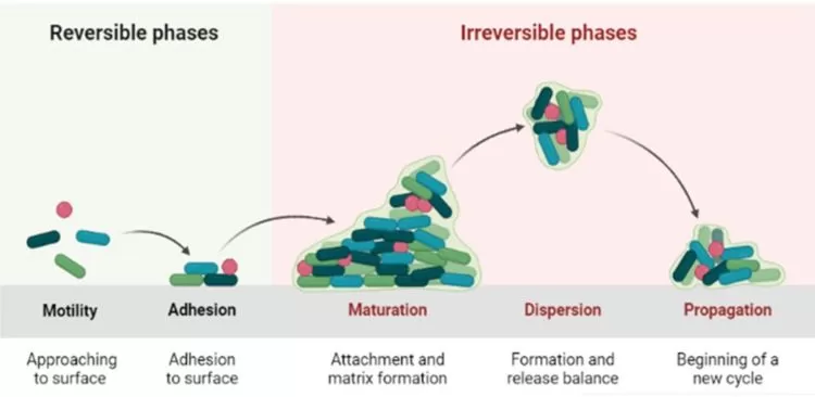 tahan siklus pembentukan biofilm