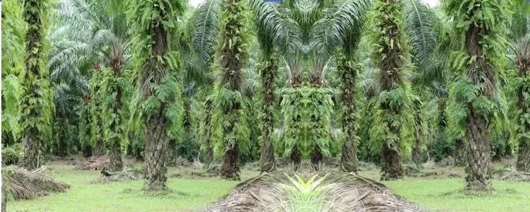 Racun Rumput Paling Ampuh, Solusi Pengendalian Gulma Kelapa Sawit